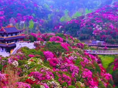 百里杜鹃景区