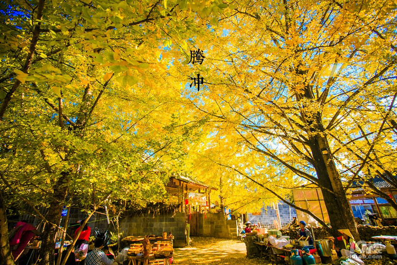 八月自驾香格里拉：高原花海与藏地风情的完美邂逅