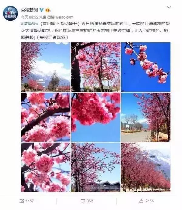 樱花与雪山之间，武汉和云南的春季抉择