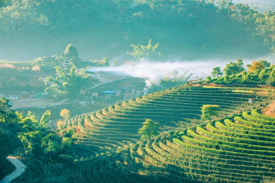 穿越普洱古茶山 春日采茶体验正当时
