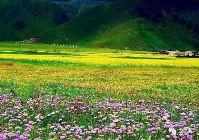 七月的香格里拉：高原花海与避暑天堂