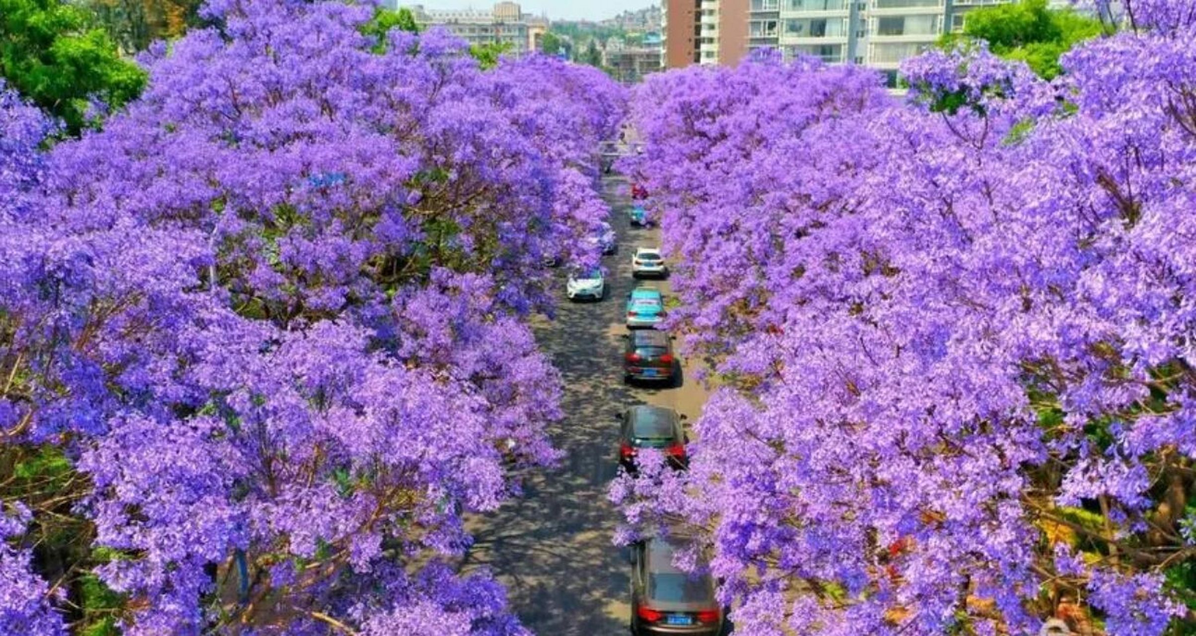 高原出差攻略：如何在云南高效工作又不错过美景