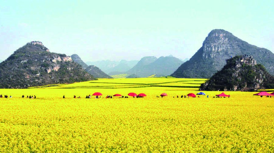 佛山至罗平大巴线路开通，油菜花海之旅更便捷