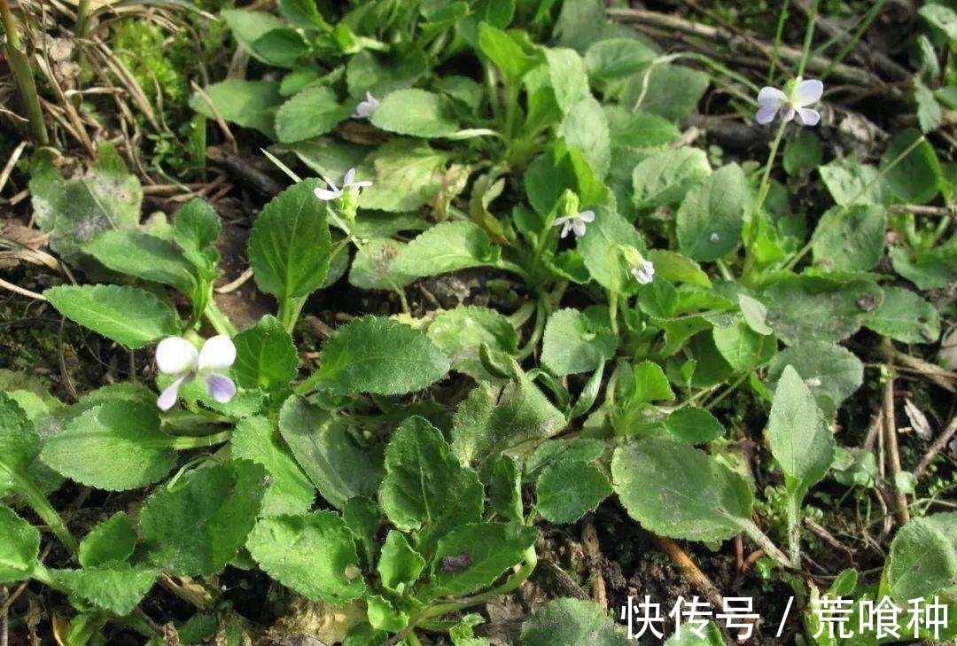 白草去虱效果引热议 云南民间偏方靠谱吗
